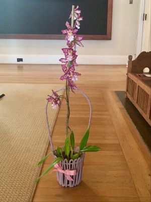 Orchid Basket Arrangement Pink Basket