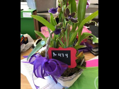 Orchid Basket Arrangement