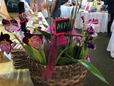 Orchid Basket Arrangement