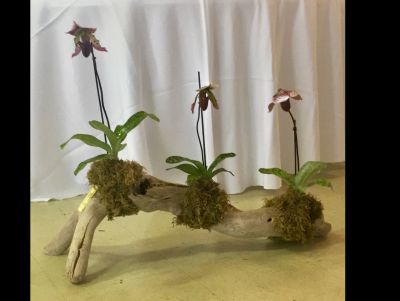 Three Paphiopedilum Orchids (Lady Slippers) Mounted on Driftwood