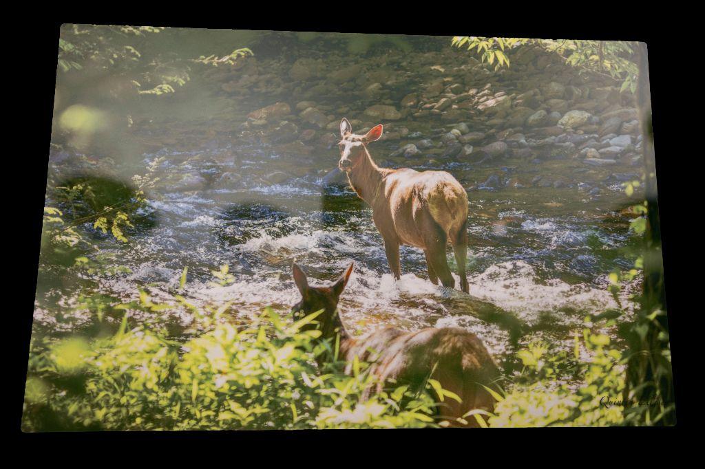 Elk Photo Print