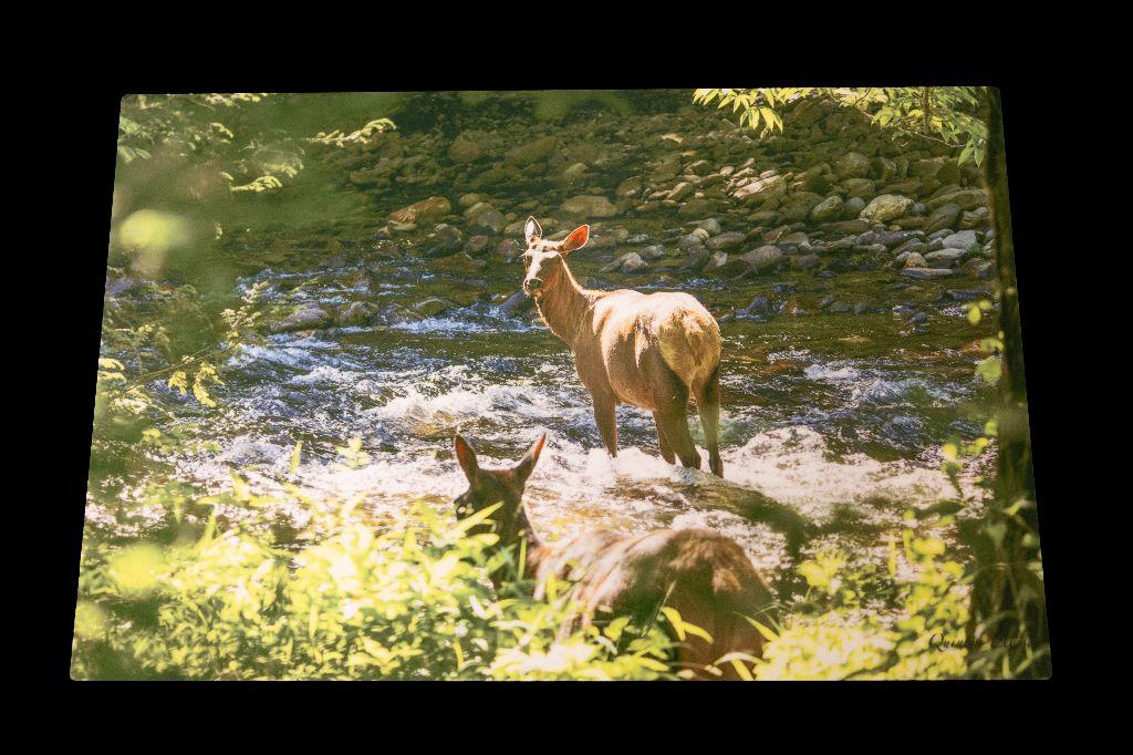 Elk