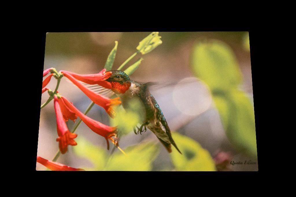 Ruby-Throated Hummingbird
