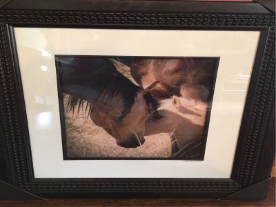 Framed Photograph of Mare and Foal - Tender Protector
