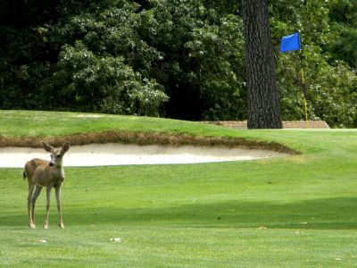 Round of Golf for 4 - Cold Springs Gold & Country Club
