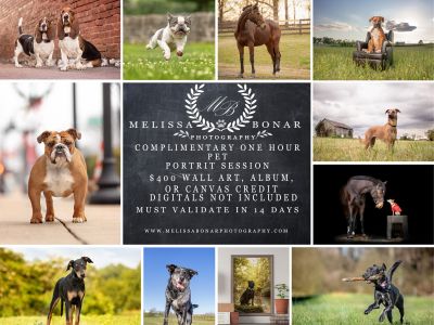 Professional Pet Photo Session $400 Wall Art