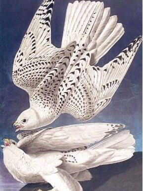 Audubon's Iceland Falcon