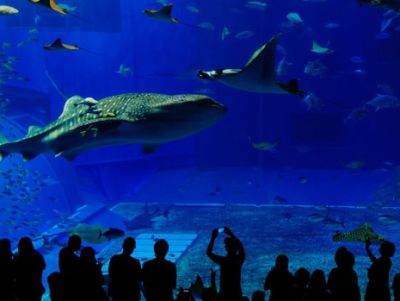 Four Admission Passes to Shedd Aquarium