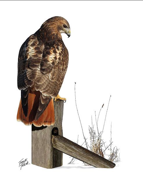 Red-Tailed Hawk Print by Local Artist