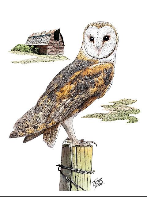 Barn Owl Print by Local Artist