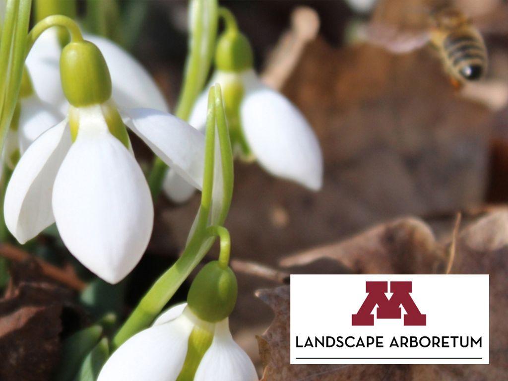 4 Passes to the MN Landscape Arboretum