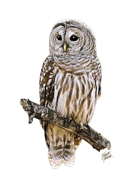 Barred Owl Print by Local Artist