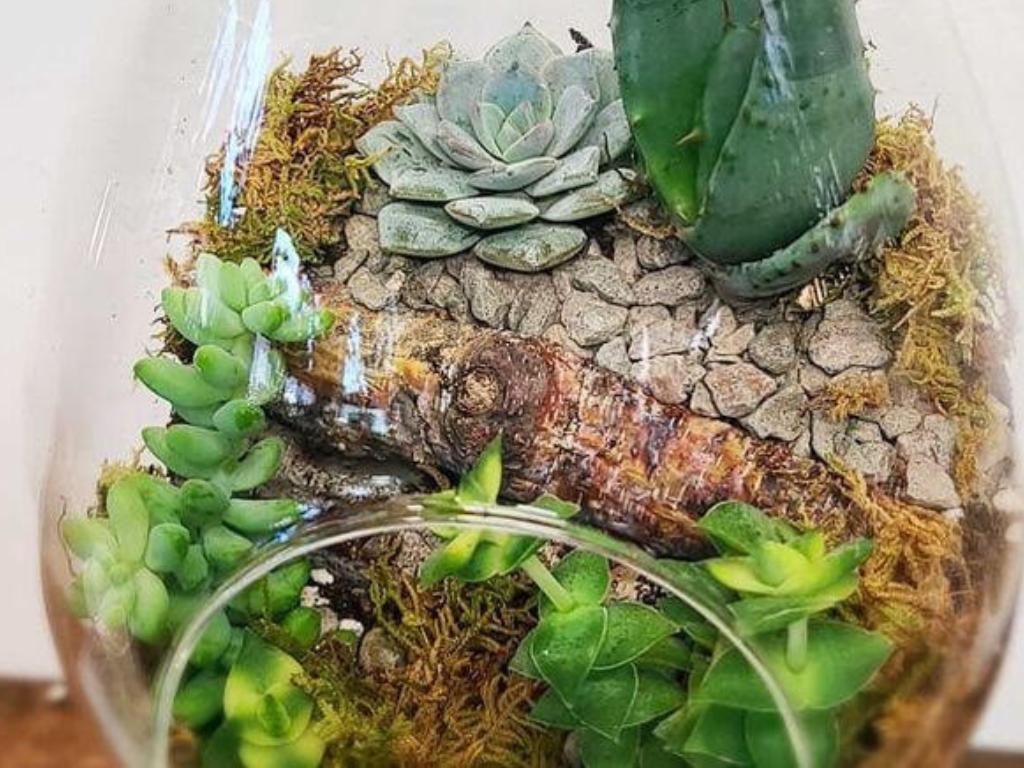The Plant Gallery - Centennial, CO