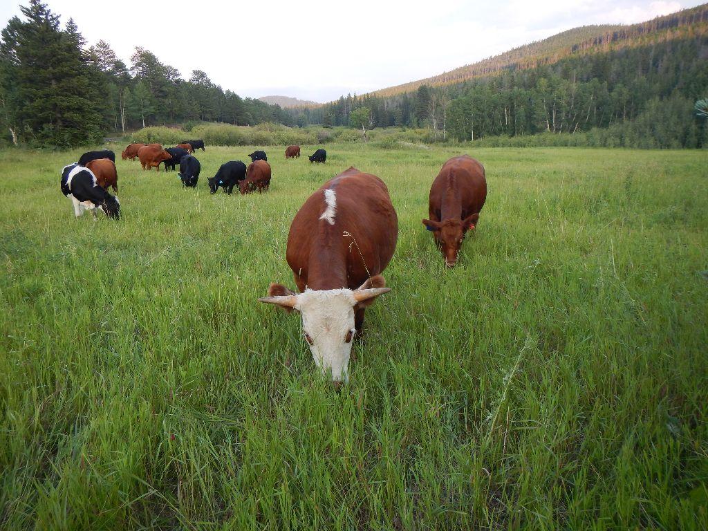 Amy's Grass-Fed Beef Package