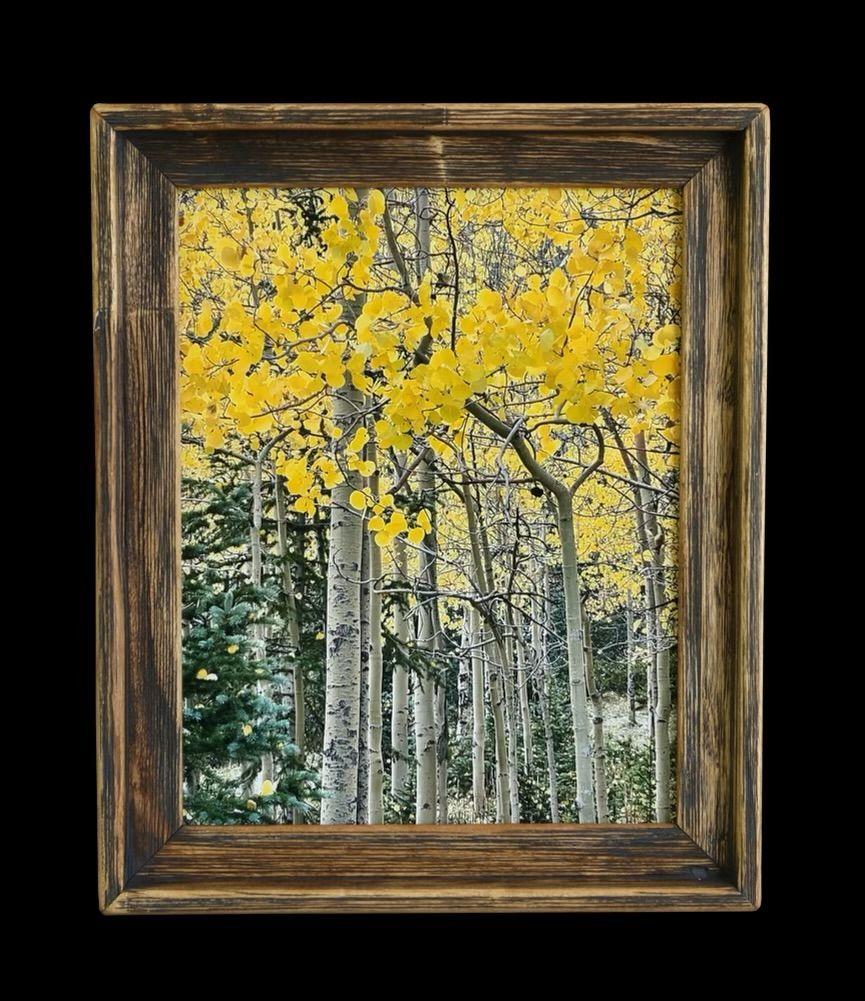 ''Goldie'' - Aspen Trees Framed Photograph
