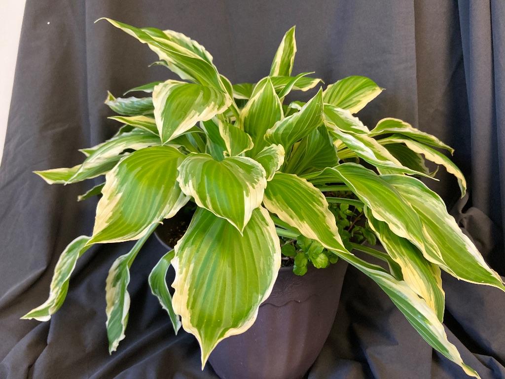 1- 12'' Potted Hosta Plant