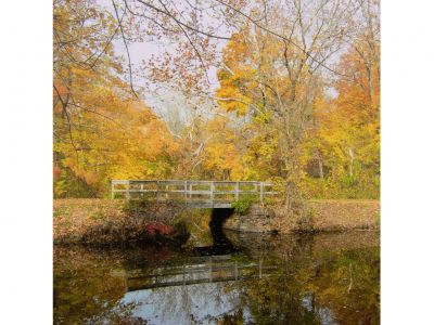 Fall Foliage