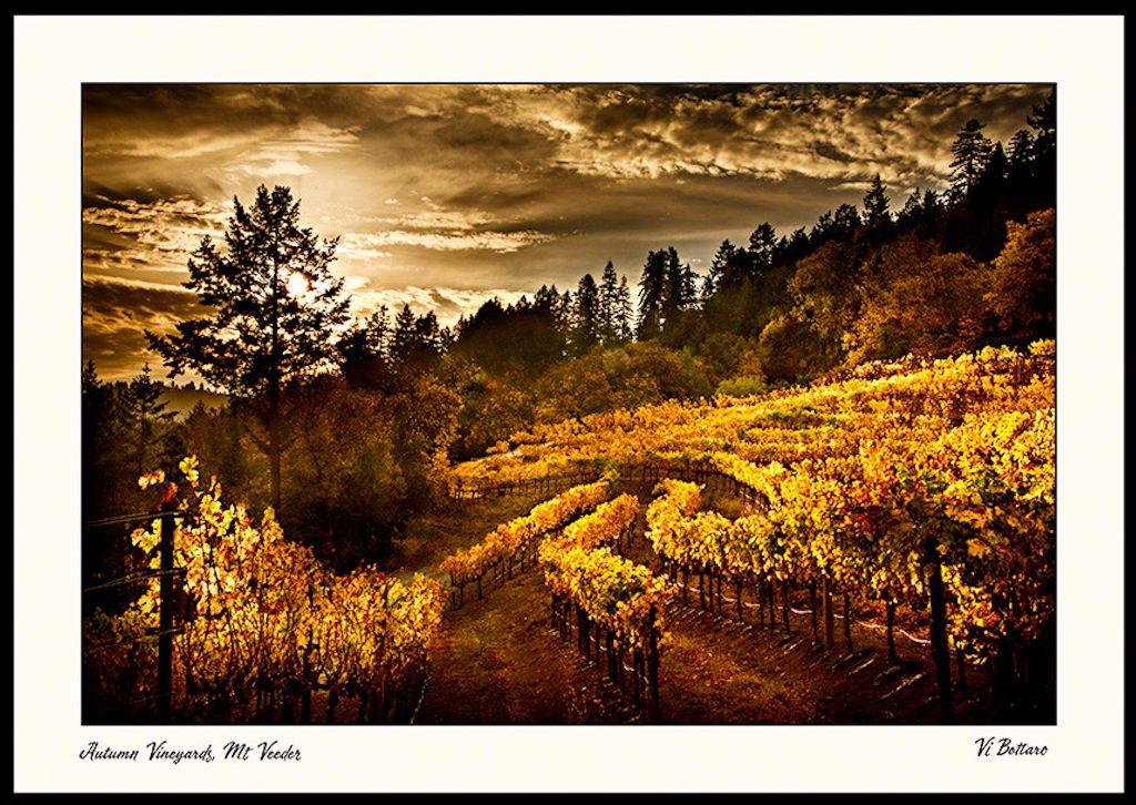 Vi Bottaro Art Autumn Vineyards on Mt. Veeder