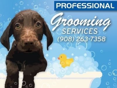 Dog Grooming at Home For Good Dogs