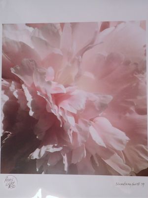 Peony Photo by D Armstrong Farrell