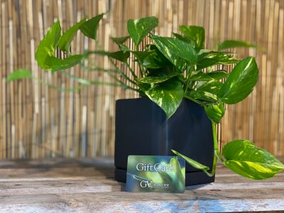 Green View Gift Card & Plant
