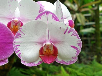 Peoria Orchid Society 2 year membership and an orchid