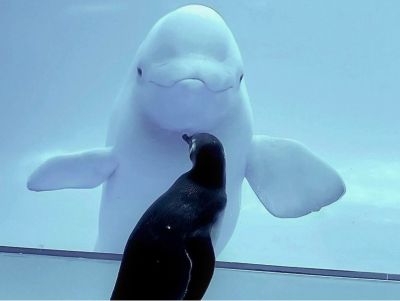 Four Shedd Aquarium Tickets