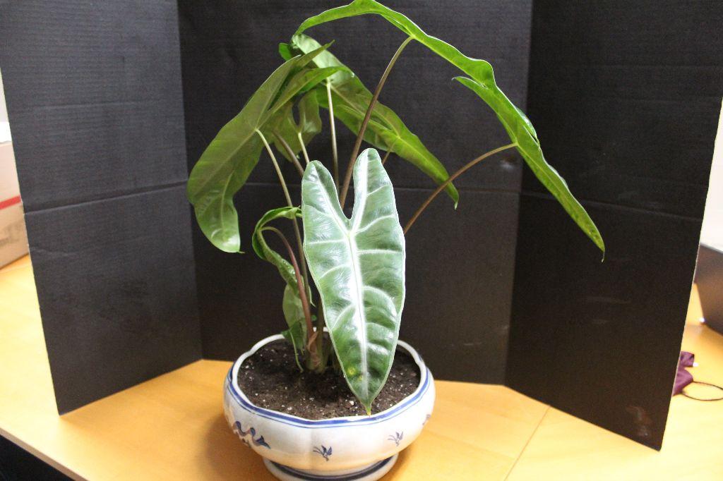 Mythic Longiloba Elephant Ear Plant