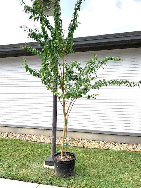 ''Basham's Party Pink'' Crape Myrtle (15 Gallon) fro...