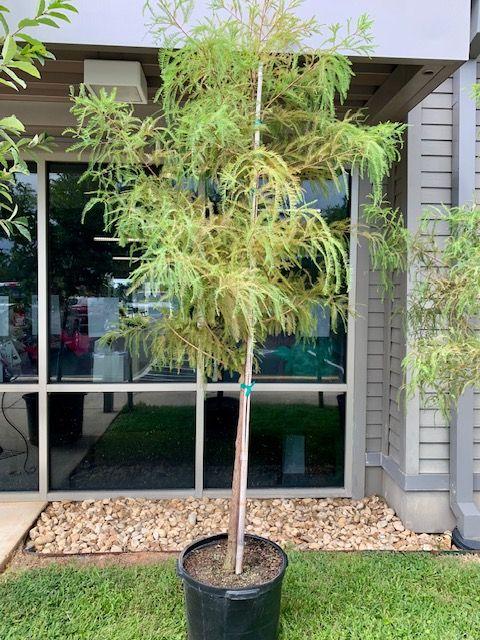 Bald Cypress (15 Gallon) from Magnolia Gardens
