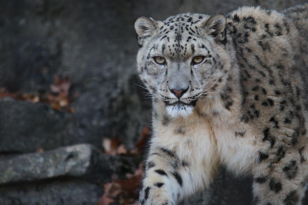 Metal Art Print - Leopard