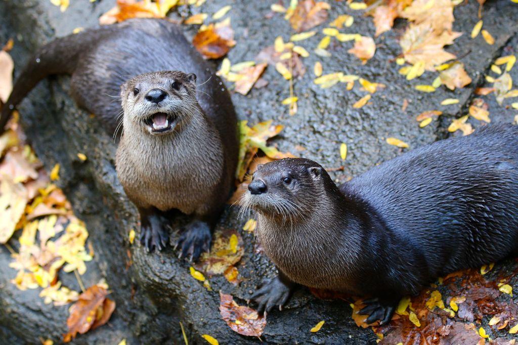 Metal Art Print - Otter