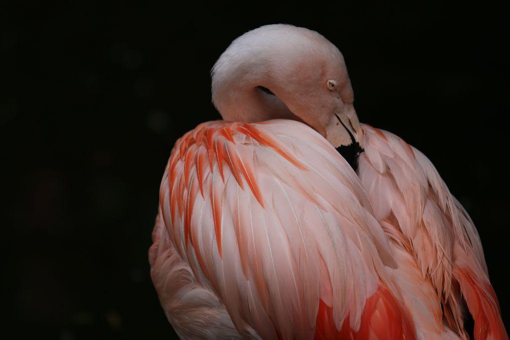 Metal Animal Print - Flamingo