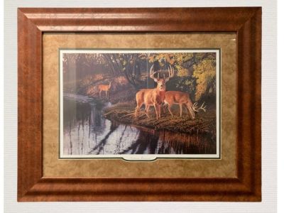 Gorgeous Framed Picture of Deer