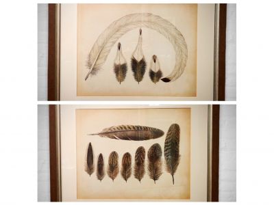 Two Large Feather Pictures from The Gift Shop