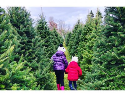 Beautiful 7 Foot Christmas Tree & Christmas Lantern