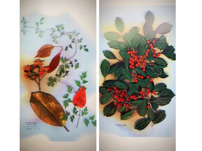 Two Beautiful Winnstead Prints of Plantation Flowers