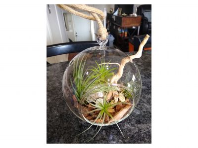 Air Plant #1