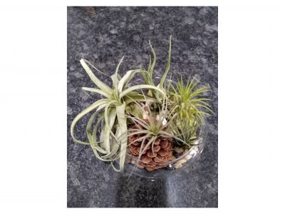 Air Plant #2