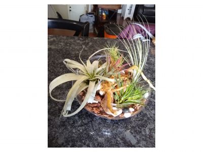 Air Plant #3