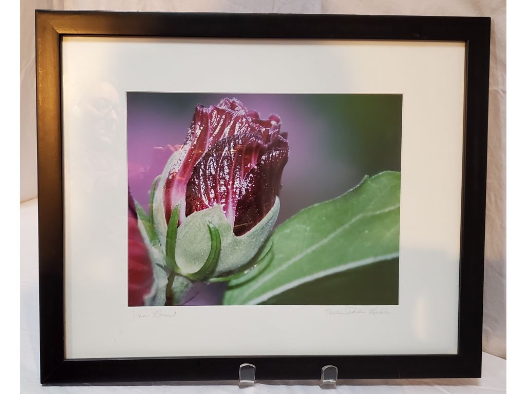 Framed Rosebud Photograph