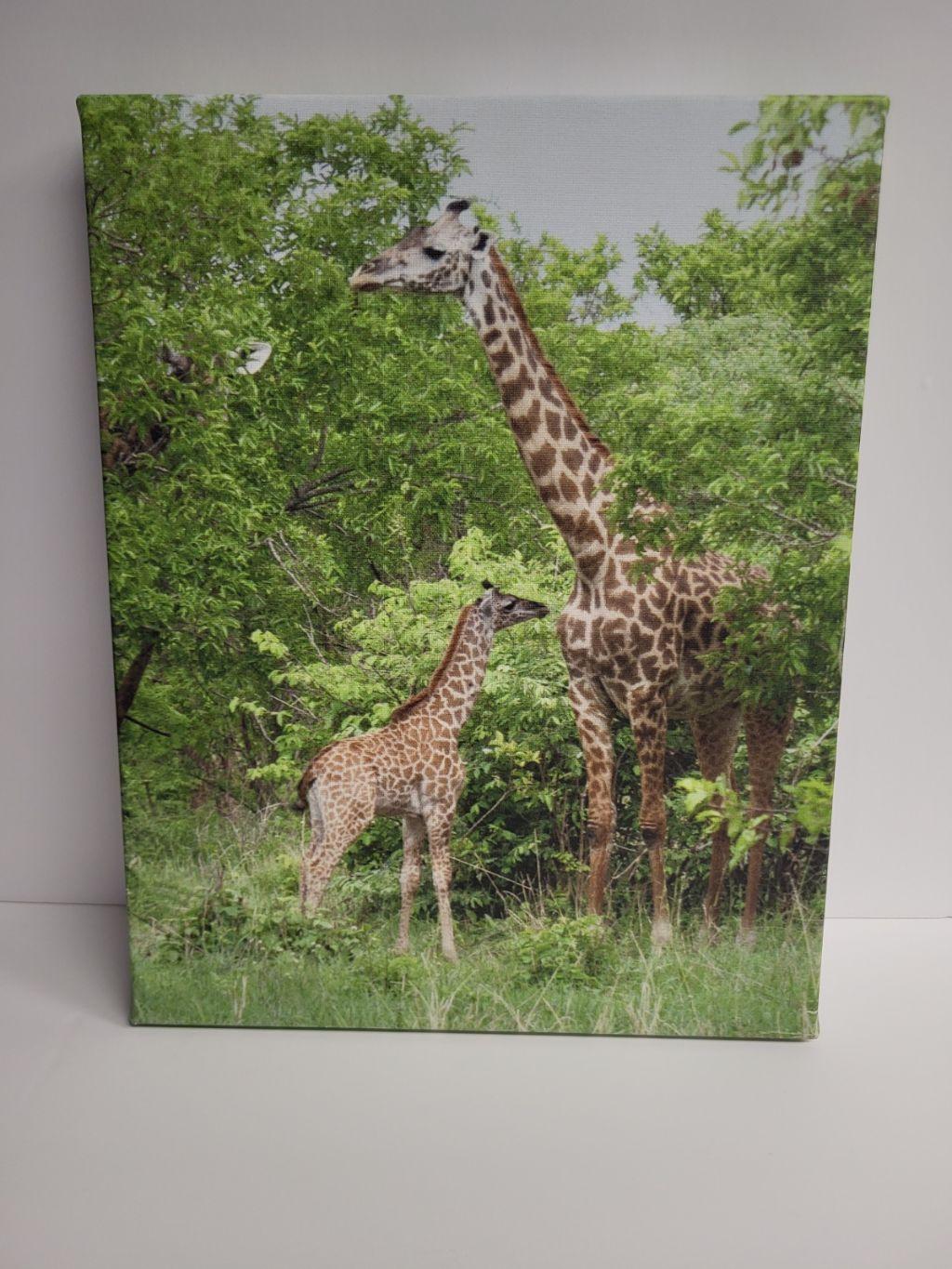 Giraffe - Canvas Print