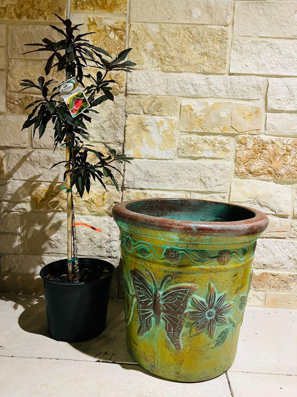 Bonfire Dwarf Peach and Planter