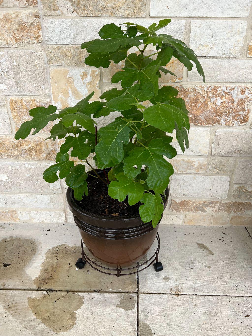 Celeste Fig Tree in Patio Planter