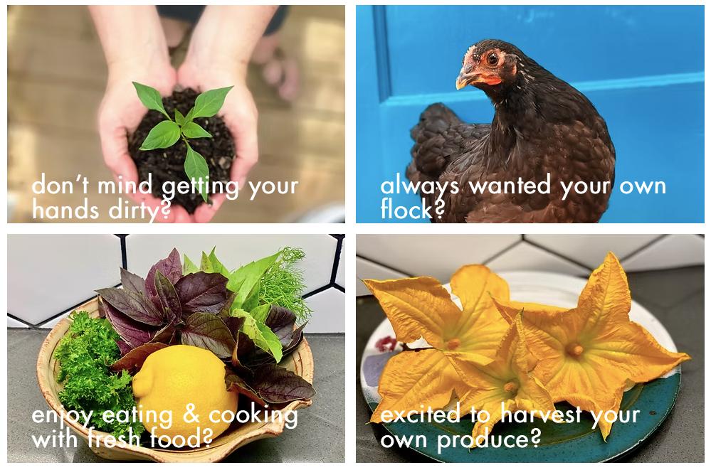 Kitchen Garden Consultation - Sprouted Kitchen Gardens