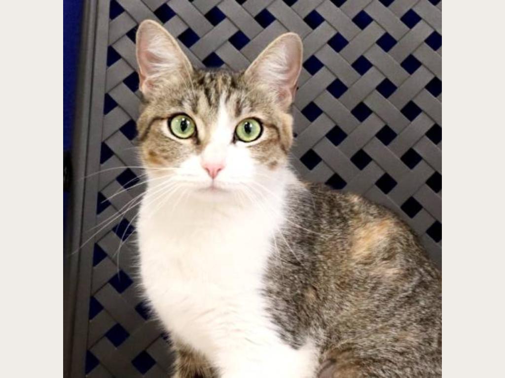 Be Juniper's Grand Fan