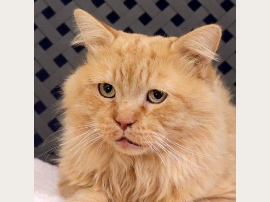 Be Covey's Grand Fan