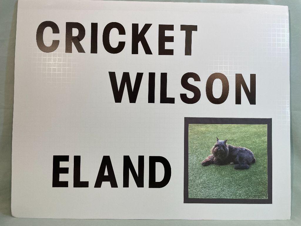 Eland - Cricket Wilson