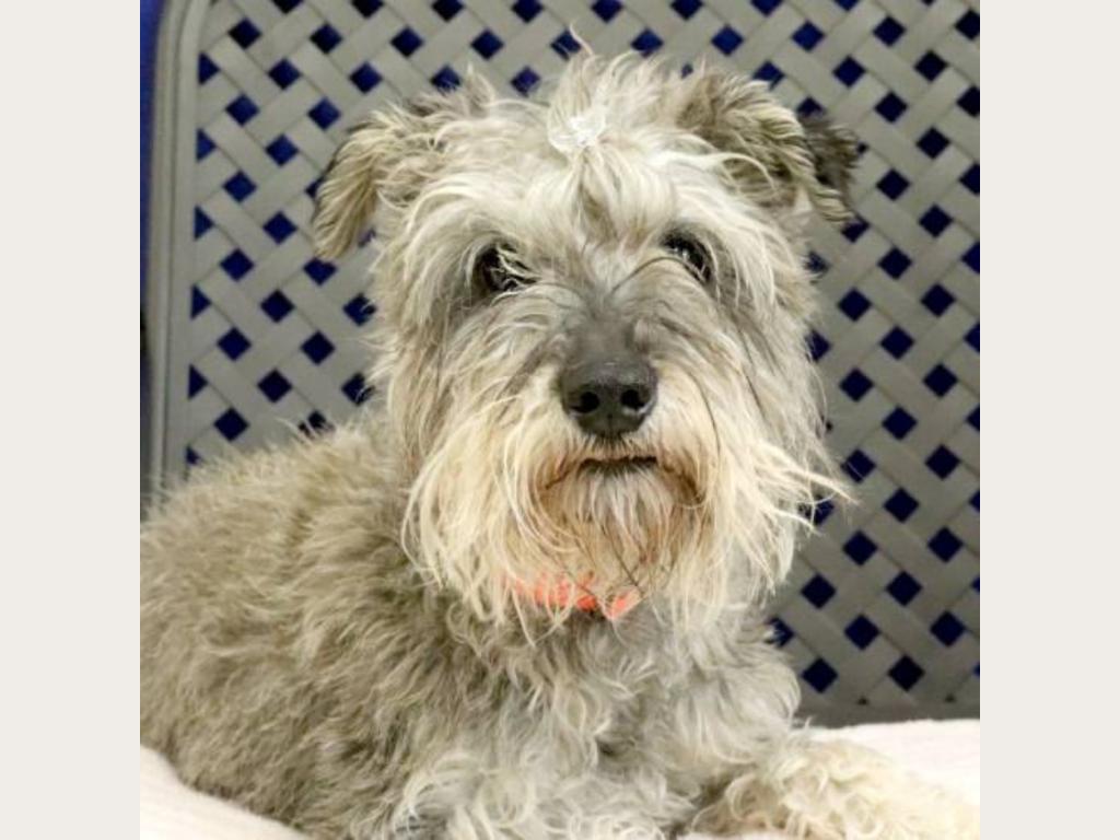 Be Charlie's Grand Fan