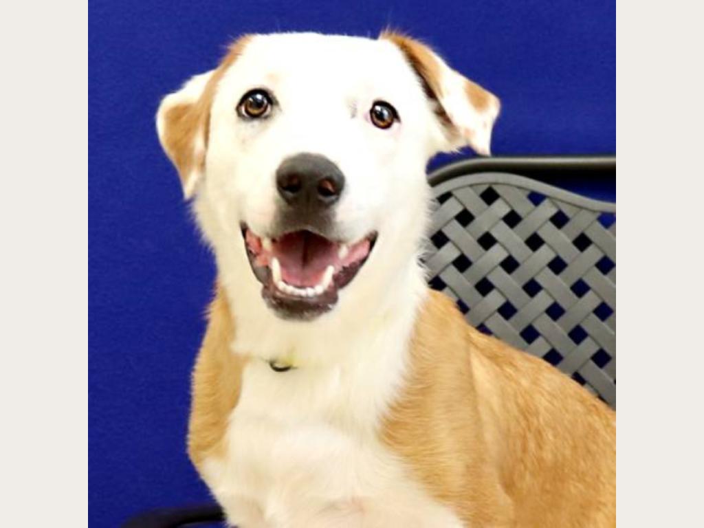 Be Fritz's Grand Fan